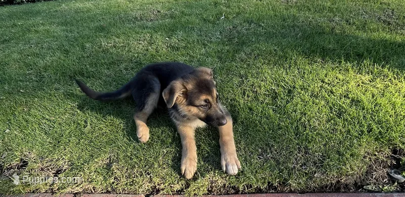 Blossom , a female German Shepherd Dog for sale in Santa Ana, CA – Photo 1 of 5