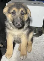 Blossom , a female German Shepherd Dog for sale in Santa Ana, CA – Photo 3 of 5