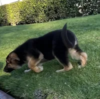 Blossom , a female German Shepherd Dog for sale in Santa Ana, CA – Photo 5 of 5