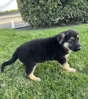 Buttercup , a female German Shepherd Dog for sale in Santa Ana, CA – Photo 2 of 3