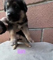 Buttercup , a female German Shepherd Dog for sale in Santa Ana, CA – Photo 1 of 3