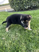 Buttercup , a female German Shepherd Dog for sale in Santa Ana, CA – Photo 3 of 3