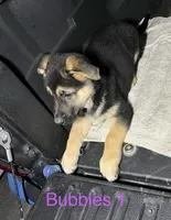 Bubbles, a female German Shepherd Dog for sale in Santa Ana, CA – Photo 2 of 5