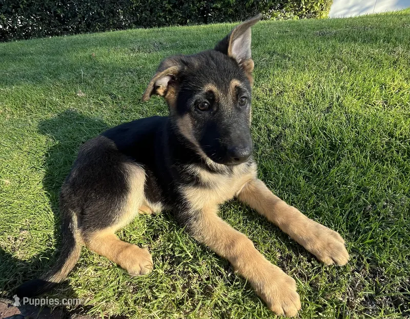 Buttercup , a female German Shepherd Dog for sale in Santa Ana, CA – Photo 1 of 4