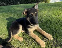 Buttercup , a female German Shepherd Dog for sale in Santa Ana, CA – Photo 1 of 4