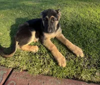 Buttercup , a female German Shepherd Dog for sale in Santa Ana, CA – Photo 2 of 4