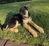 Buttercup , a female German Shepherd Dog for sale in Santa Ana, CA – Photo 3 of 4