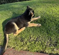 Buttercup , a female German Shepherd Dog for sale in Santa Ana, CA – Photo 4 of 4