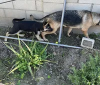 Rosey, a female German Shepherd Dog for sale in Santa Ana, CA – Photo 4 of 6