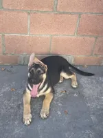 Rosey, a female German Shepherd Dog for sale in Santa Ana, CA – Photo 1 of 6