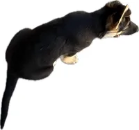 Rosey, a female German Shepherd Dog for sale in Santa Ana, CA – Photo 2 of 6