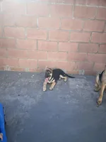 Rosey, a female German Shepherd Dog for sale in Santa Ana, CA – Photo 3 of 6