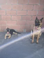 Rosey, a female German Shepherd Dog for sale in Santa Ana, CA – Photo 6 of 6