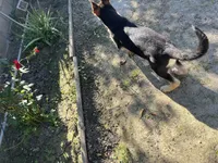 Rosey, a female German Shepherd Dog for sale in Santa Ana, CA – Photo 5 of 6