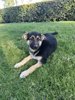 Bubbles , a female German Shepherd Dog for sale in Santa Ana, CA – Photo 4 of 4