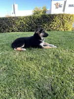Bubbles , a female German Shepherd Dog for sale in Santa Ana, CA – Photo 3 of 4