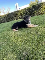 Bubbles , a female German Shepherd Dog for sale in Santa Ana, CA – Photo 2 of 4