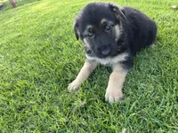Bubbles, a female German Shepherd Dog for sale in Santa Ana, CA – Photo 2 of 3