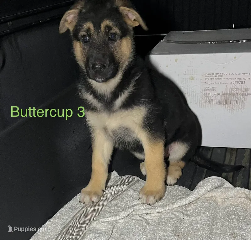 Buttercup