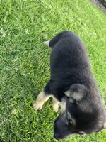 Bubbles, a female German Shepherd Dog for sale in Santa Ana, CA – Photo 1 of 3