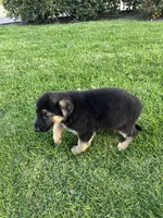 Bubbles, a female German Shepherd Dog for sale in Santa Ana, CA – Photo 3 of 3
