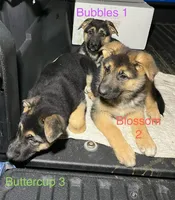 Buttercup, a female German Shepherd Dog for sale in Santa Ana, CA – Photo 5 of 5