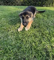 Bubbles, a female German Shepherd Dog for sale in Santa Ana, CA – Photo 3 of 3