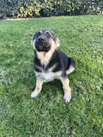 Bubbles, a female German Shepherd Dog for sale in Santa Ana, CA – Photo 2 of 3