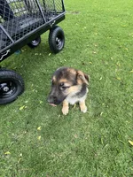 Blossom , a female German Shepherd Dog for sale in Santa Ana, CA – Photo 1 of 2