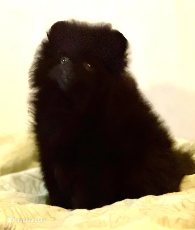 Braveheart, a male Pomeranian for sale in Springfield, OR – Photo 1 of 3