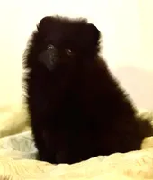 Braveheart, a male Pomeranian for sale in Springfield, OR – Photo 1 of 3