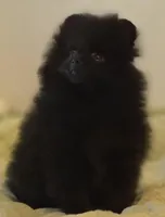 Braveheart, a male Pomeranian for sale in Springfield, OR – Photo 2 of 3