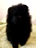 Braveheart, a male Pomeranian for sale in Springfield, OR – Photo 3 of 3