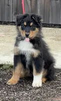 Big Bart, a male Australian Shepherd for sale in Springfield, OR – Photo 3 of 4