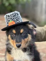 Big Bart, a male Australian Shepherd for sale in Springfield, OR – Photo 4 of 4