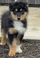 Big Bart, a male Australian Shepherd for sale in Springfield, OR – Photo 1 of 4