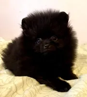 Hamish, a male Pomeranian for sale in Springfield, OR – Photo 4 of 4