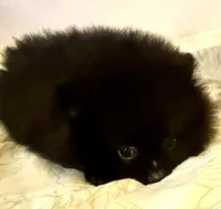 Hamish, a male Pomeranian for sale in Springfield, OR – Photo 2 of 4