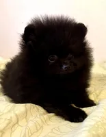 Hamish, a male Pomeranian for sale in Springfield, OR – Photo 3 of 4