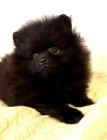 Hamish, a male Pomeranian for sale in Springfield, OR – Photo 1 of 4