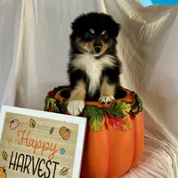 Betty, a female Australian Shepherd for sale in Springfield, OR – Photo 6 of 6