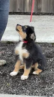 Betty, a female Australian Shepherd for sale in Springfield, OR – Photo 2 of 6