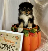 Betty, a female Australian Shepherd for sale in Springfield, OR – Photo 5 of 6