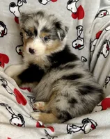 Fanny, a female Australian Shepherd for sale in Springfield, OR – Photo 6 of 7