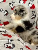 Fanny, a female Australian Shepherd for sale in Springfield, OR – Photo 3 of 7