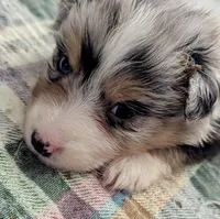 Fanny, a female Australian Shepherd for sale in Springfield, OR – Photo 2 of 7