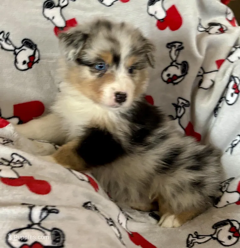 Fanny, a female Australian Shepherd for sale in Springfield, OR – Photo 1 of 7