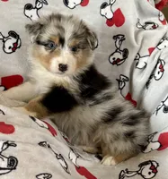 Fanny, a female Australian Shepherd for sale in Springfield, OR – Photo 7 of 7