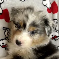Fanny, a female Australian Shepherd for sale in Springfield, OR – Photo 4 of 7