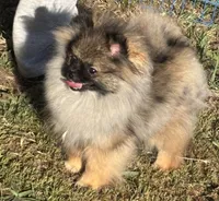 Mary,Mary, a female Pomeranian for sale in Springfield, OR – Photo 1 of 4